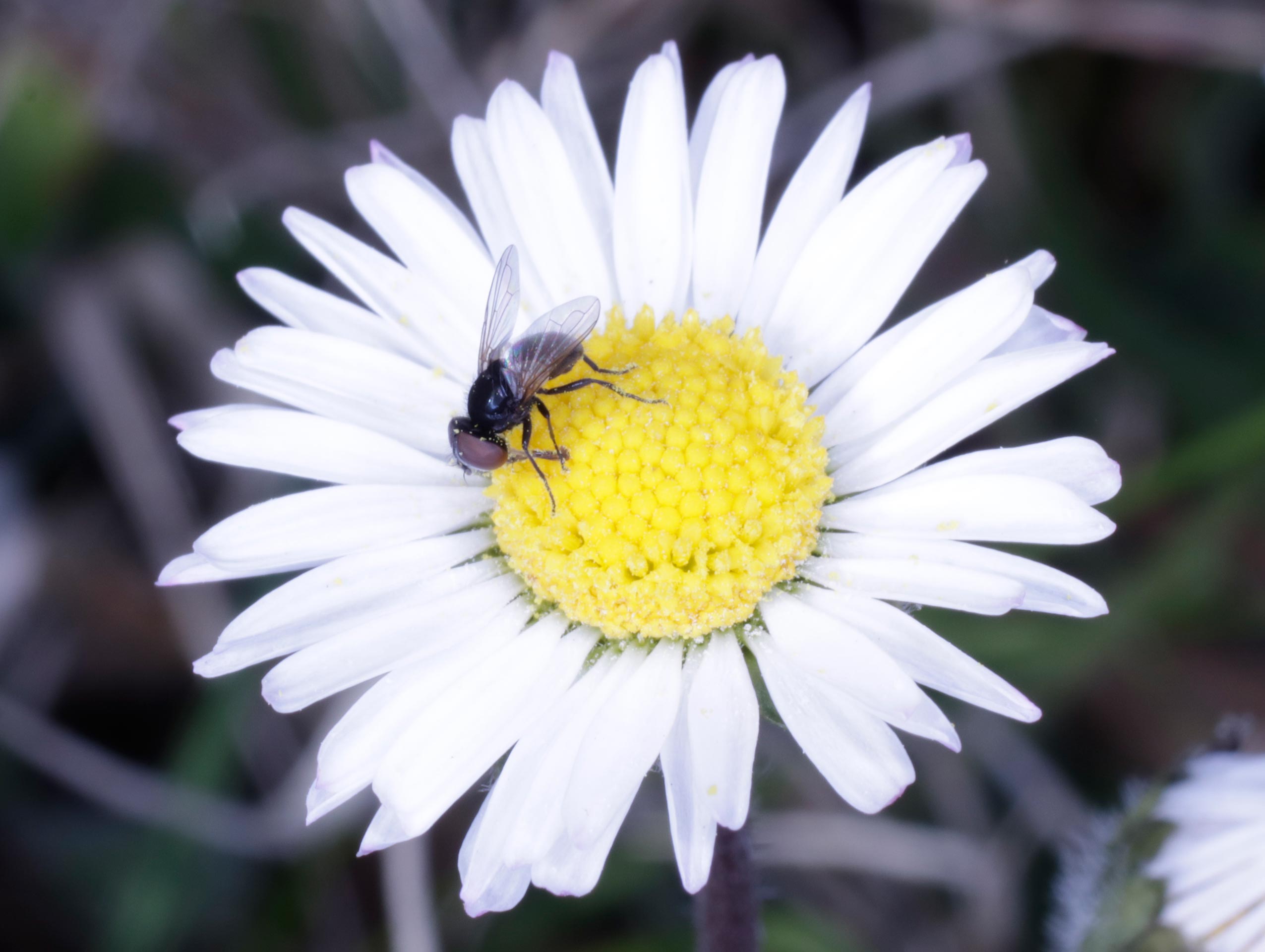 Tachinidae: Phasia pusilla (cfr.)